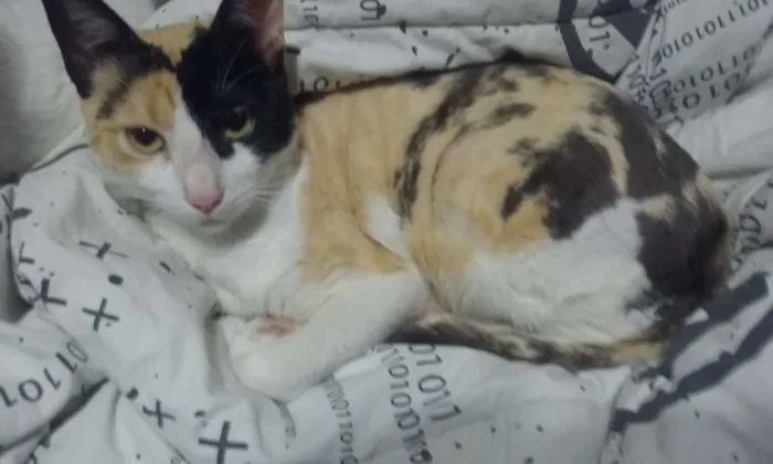 Gato ra a SRD idade 7 a 11 meses nome Sem Nome