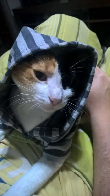 Gato ra a SRD idade 7 a 11 meses nome Sem Nome