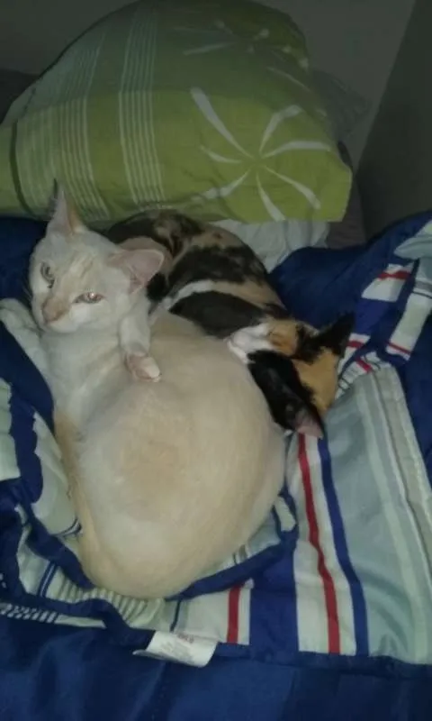 Gato ra a SRD idade 7 a 11 meses nome Sem Nome