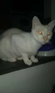 Fuleca