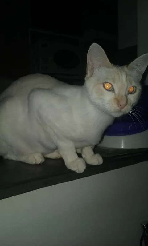 Gato ra a SRD idade 1 ano nome Fuleca