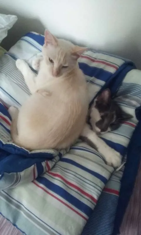 Gato ra a SRD idade 1 ano nome Fuleca