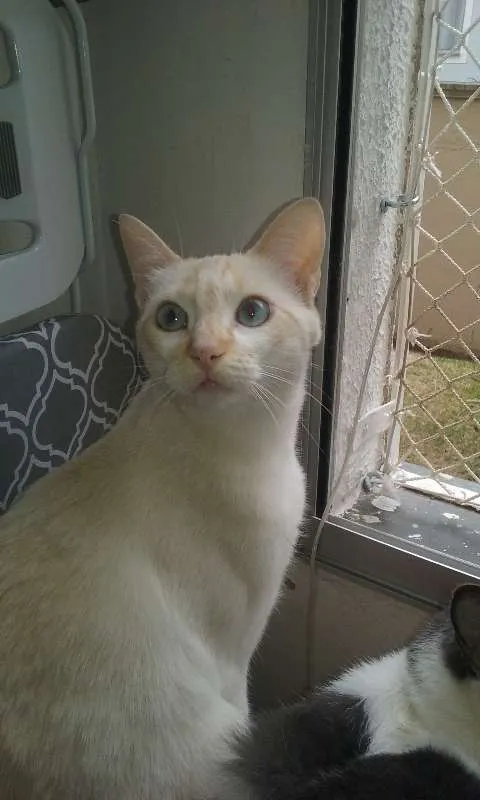 Gato ra a SRD idade 1 ano nome Fuleca