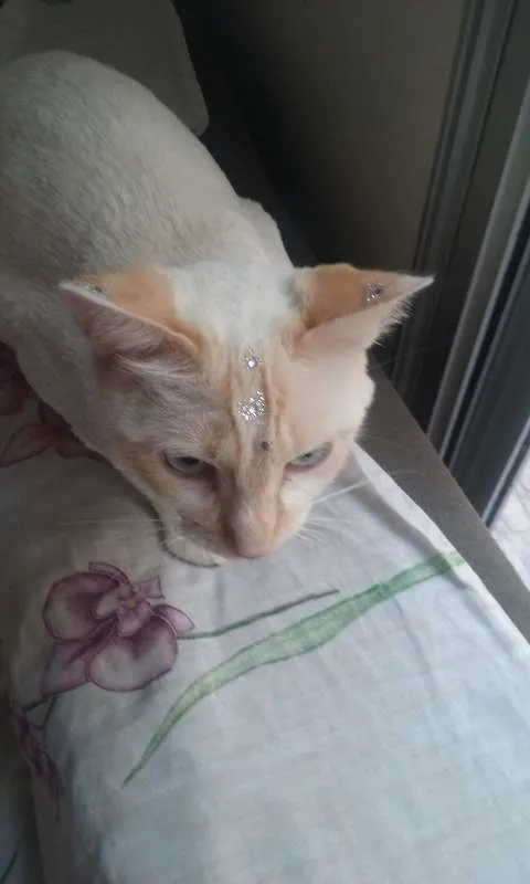 Gato ra a SRD idade 1 ano nome Fuleca