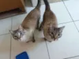 Fofucho e Belinha