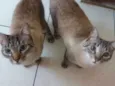Fofucho e Belinha