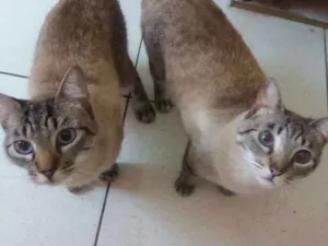 Gato raça Srd idade 3 anos nome Fofucho e Belinha