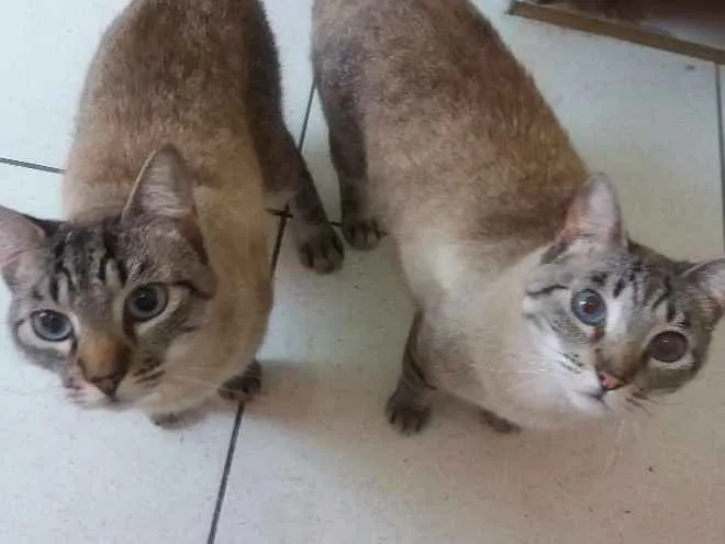 Gato ra a Srd idade 3 anos nome Fofucho e Belinha