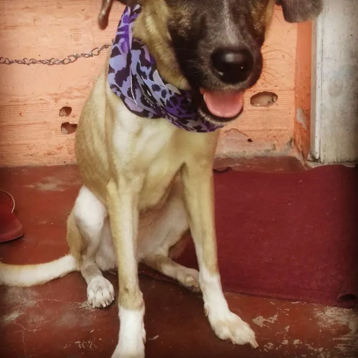 Cachorro raça Sem raça definida idade 1 ano nome Emma