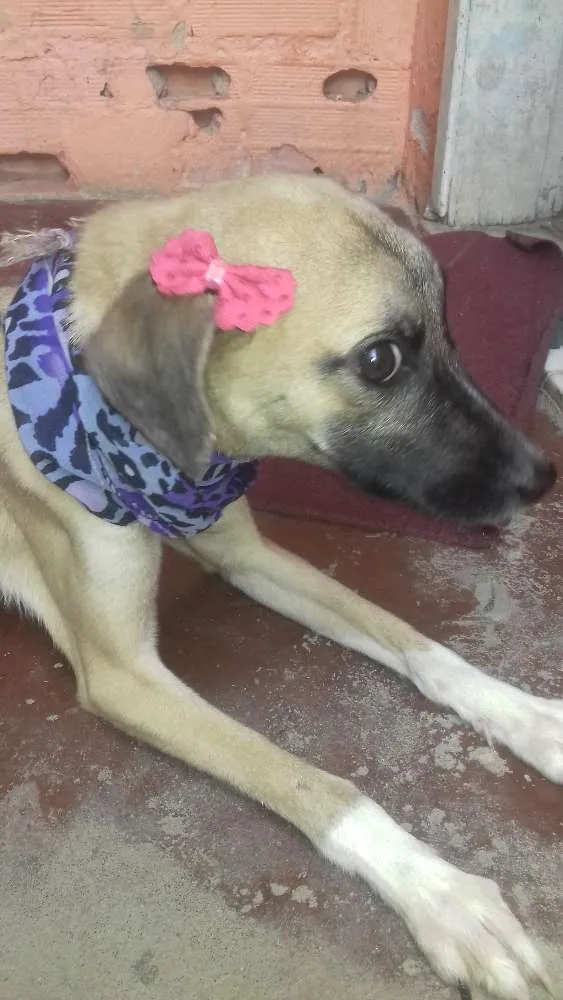 Cachorro raça Sem raça definida idade 1 ano nome Emma