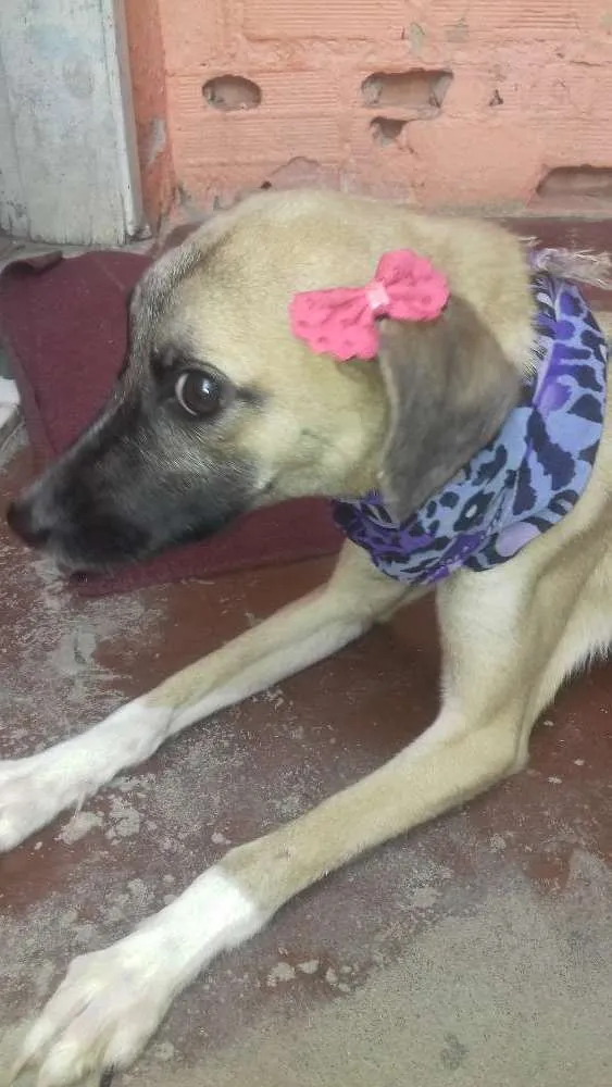 Cachorro raça Sem raça definida idade 1 ano nome Emma