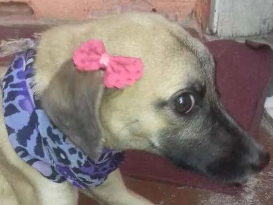 Cachorro raça Sem raça definida idade 1 ano nome Emma