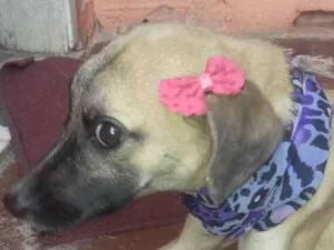 Cachorro raça Sem raça definida idade 1 ano nome Emma