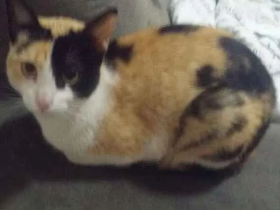 Gato ra a SRD idade 7 a 11 meses nome Sem Nome