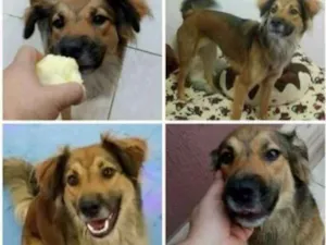 Cachorro raça SRD idade 1 ano nome Fox