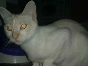 Gato raça SRD idade 1 ano nome Fuleca