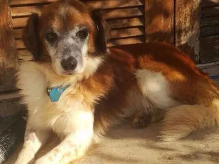 Cachorro ra a mix de cocker idade 6 ou mais anos nome Adam