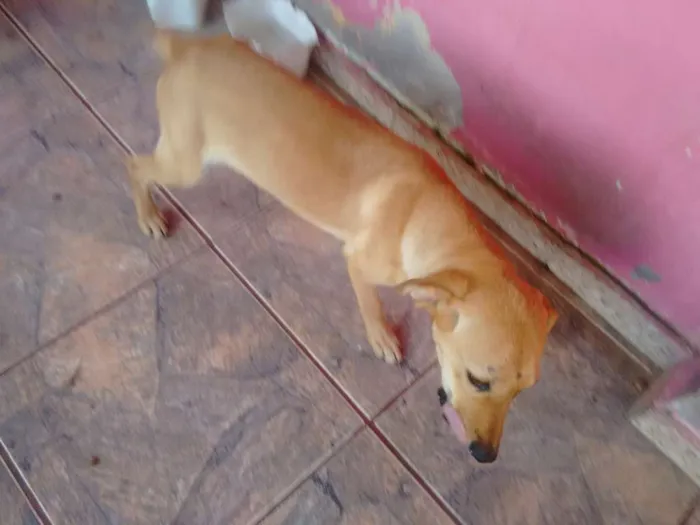 Cachorro ra a Labrador Linn idade 7 a 11 meses nome Tammy