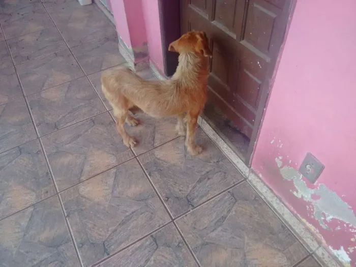 Cachorro ra a Labrador Linn idade 7 a 11 meses nome Tammy