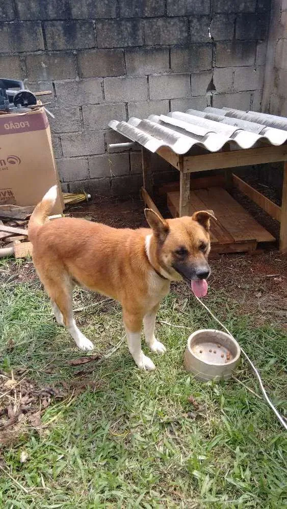Cachorro raça Não definida idade 4 anos nome Fera