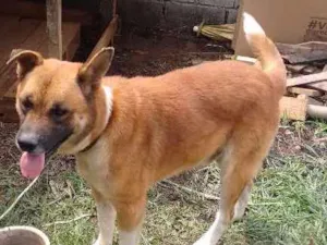 Cachorro raça Não definida idade 4 anos nome Fera