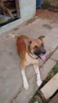 Fera