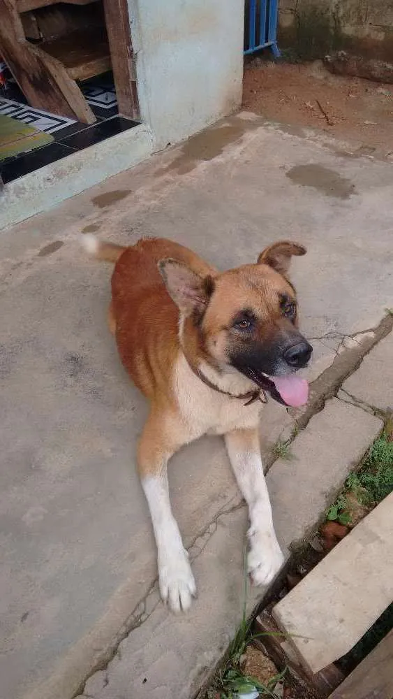 Cachorro raça Indefinido idade 4 anos nome Fera