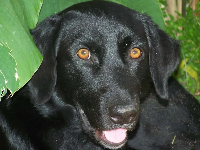 Cachorro raça Pastor Alemão e Labrador  idade 6 ou mais anos nome Hercules e Seus