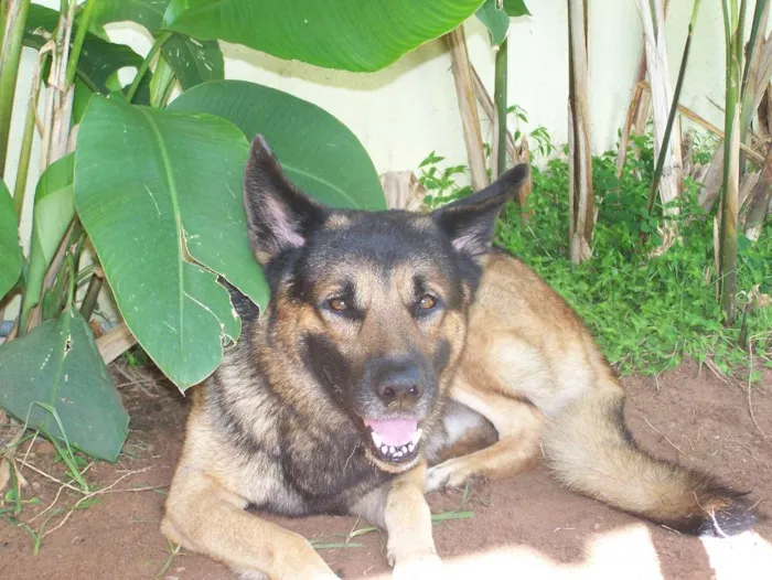 Cachorro raça Pastor Alemão e Labrador  idade 6 ou mais anos nome Hercules e Seus