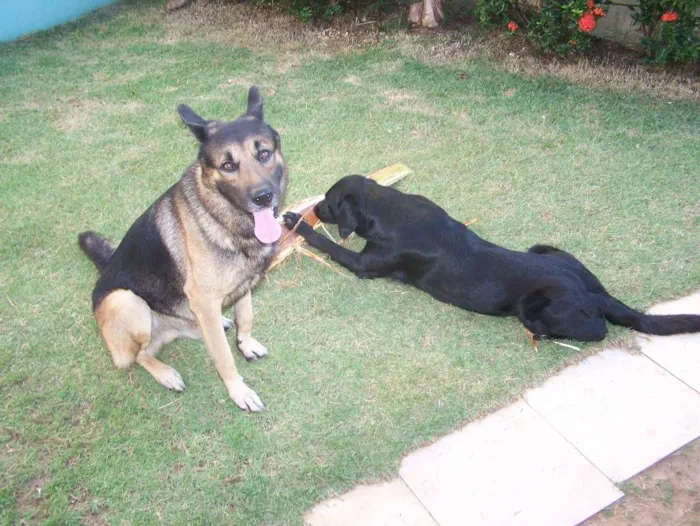 Cachorro raça Pastor Alemão e Labrador  idade 6 ou mais anos nome Hercules e Seus