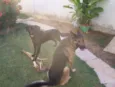 Hercules e Seus
