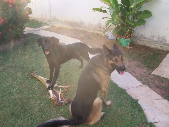 Cachorro raça Pastor Alemão e Labrador  idade 6 ou mais anos nome Hercules e Seus