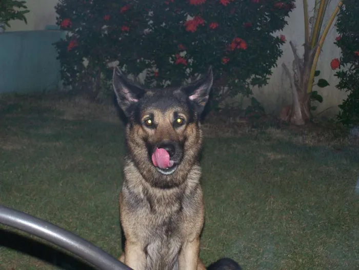 Cachorro raça Pastor Alemão e Labrador  idade 6 ou mais anos nome Hercules e Seus