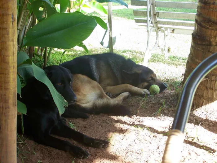 Cachorro raça Pastor Alemão e Labrador  idade 6 ou mais anos nome Hercules e Seus