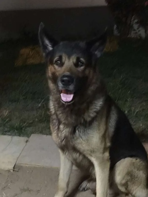 Cachorro raça Pastor Alemão e Labrador  idade 6 ou mais anos nome Hercules e Seus