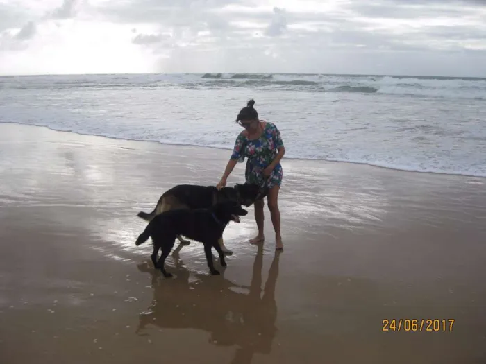 Cachorro raça Pastor Alemão e Labrador  idade 6 ou mais anos nome Hercules e Seus