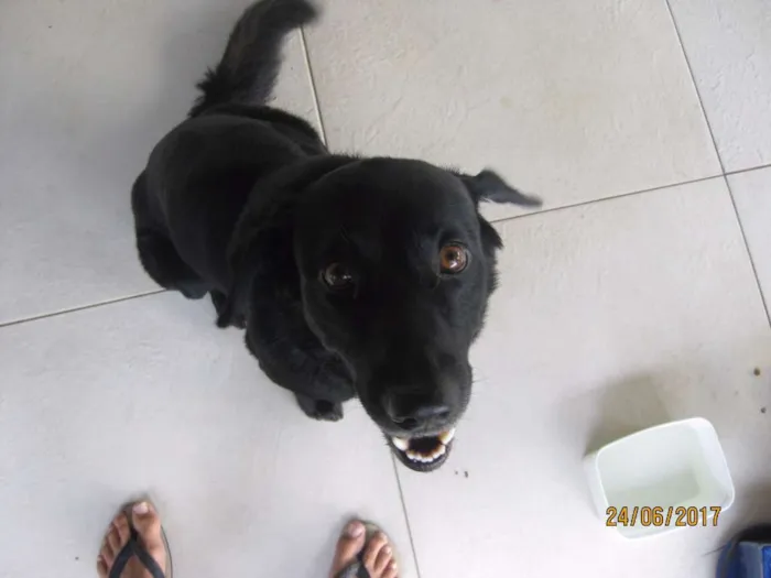 Cachorro raça Pastor Alemão e Labrador  idade 6 ou mais anos nome Hercules e Seus