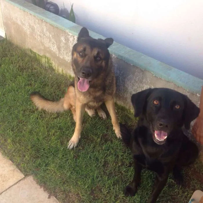 Cachorro raça Pastor Alemão e Labrador  idade 6 ou mais anos nome Hercules e Seus