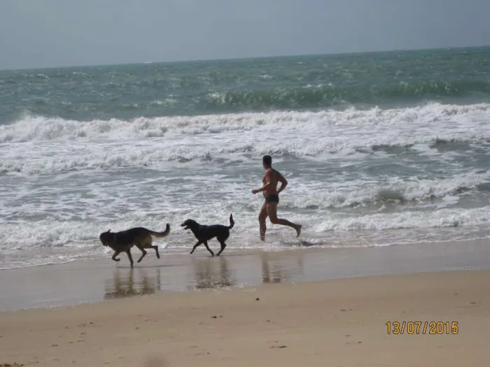 Cachorro raça Pastor Alemão e Labrador  idade 6 ou mais anos nome Hercules e Seus