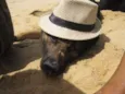 Hercules e Seus