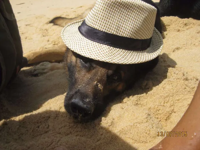 Cachorro raça Pastor Alemão e Labrador  idade 6 ou mais anos nome Hercules e Seus