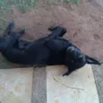 Hercules e Seus