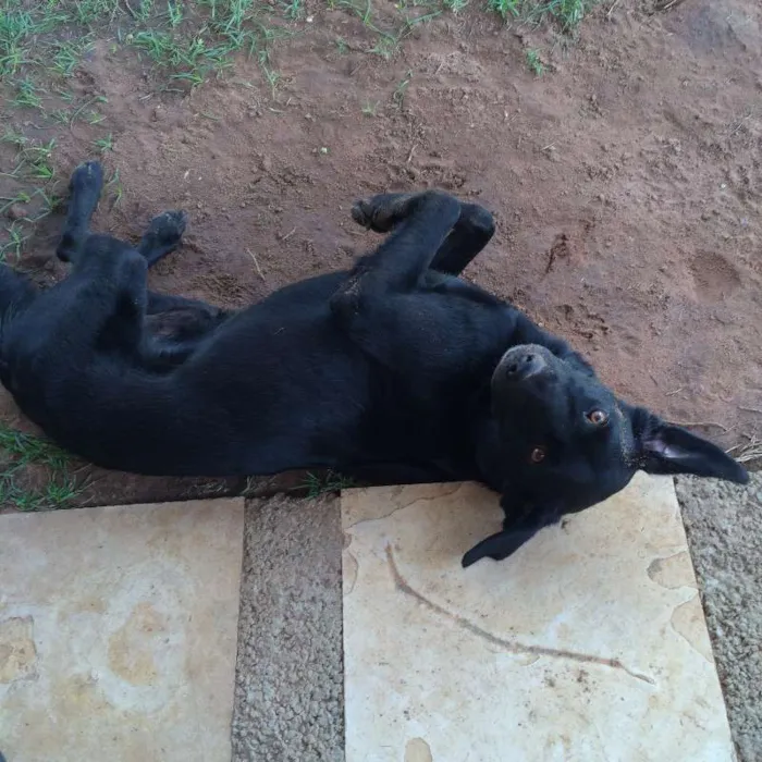 Cachorro raça Pastor Alemão e Labrador  idade 6 ou mais anos nome Hercules e Seus