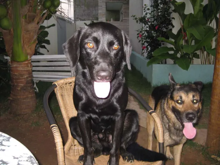 Cachorro raça Pastor Alemão e Labrador  idade 6 ou mais anos nome Hercules e Seus