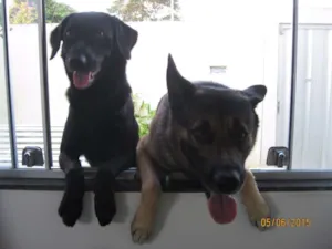 Cachorro raça Pastor Alemão e Labrador  idade 6 ou mais anos nome Hercules e Seus