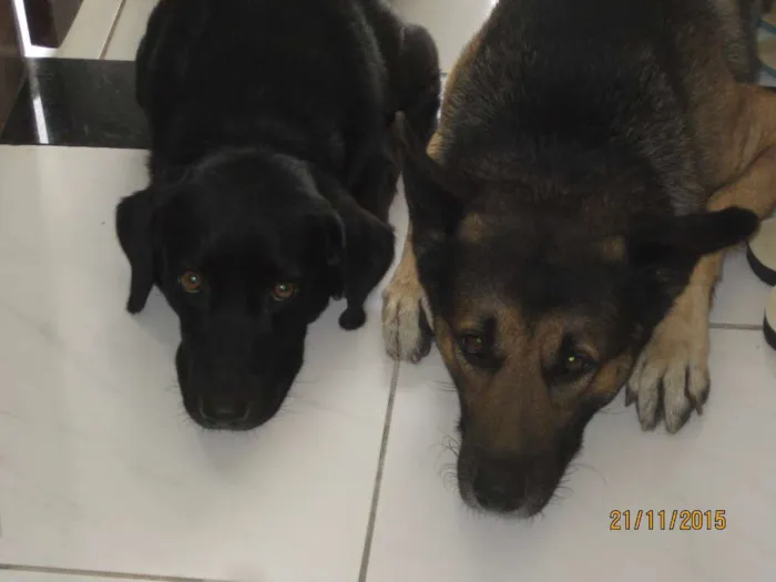 Cachorro raça Pastor Alemão e Labrador  idade 6 ou mais anos nome Hercules e Seus