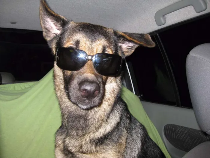 Cachorro raça Pastor Alemão e Labrador  idade 6 ou mais anos nome Hercules e Seus