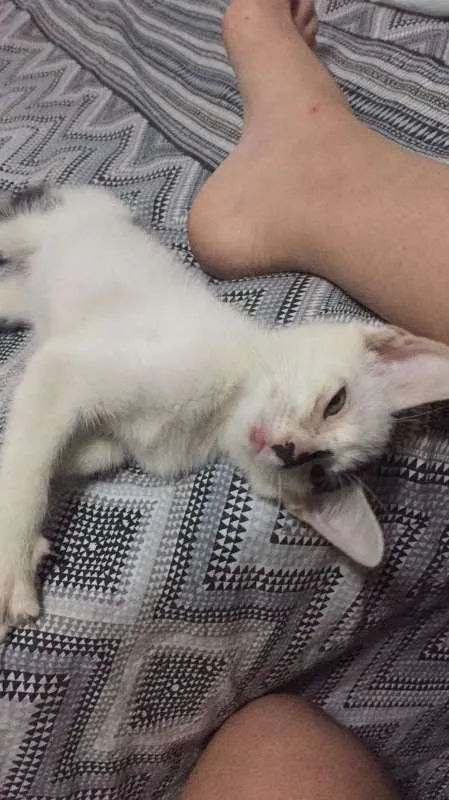 Gato raça  idade 2 a 6 meses nome Linda