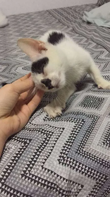 Gato raça  idade 2 a 6 meses nome Linda
