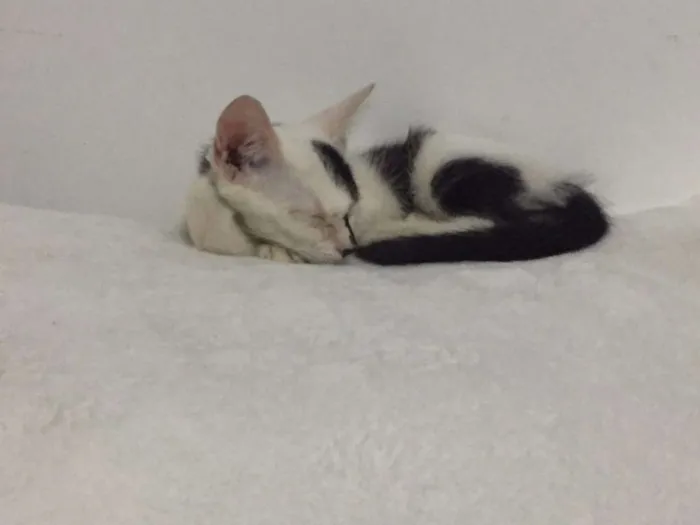 Gato raça  idade 2 a 6 meses nome Linda